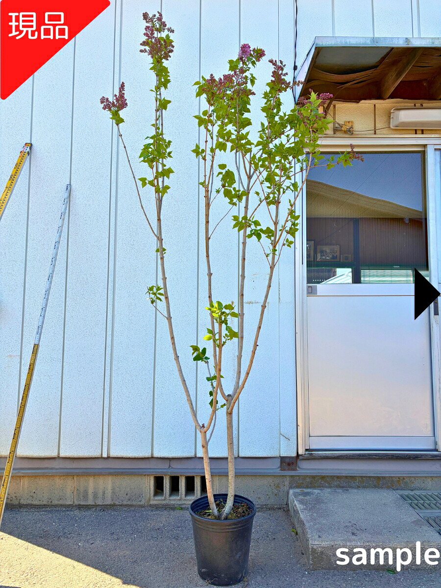 【現品発送】ライラック 2.3-2.5m(鉢底から) 8号 リラの木 花木 苗 苗木 シンボルツリー 庭木 植木 落葉樹 落葉高木