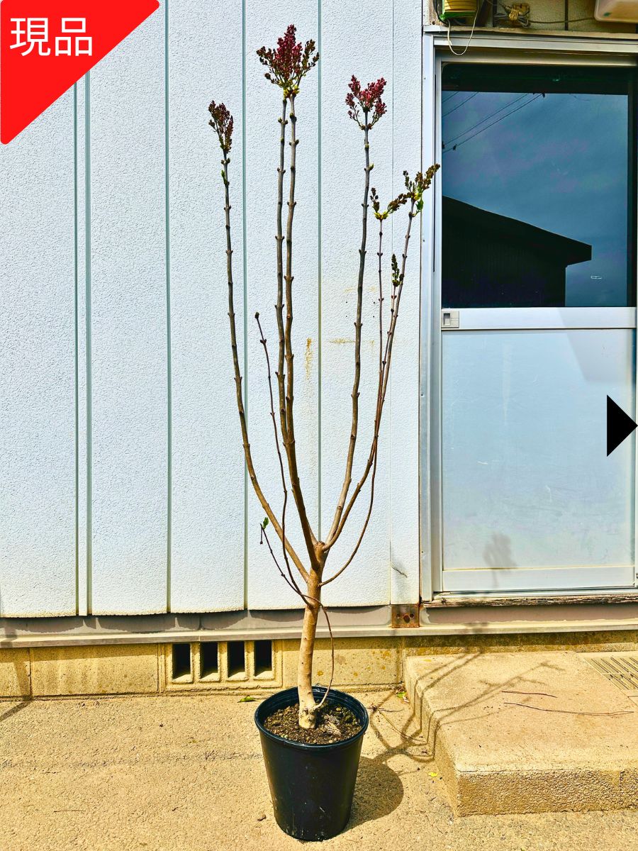 楽天市場】【現品発送】ライラック 白花 8号 2.0m(鉢底から) シンボル