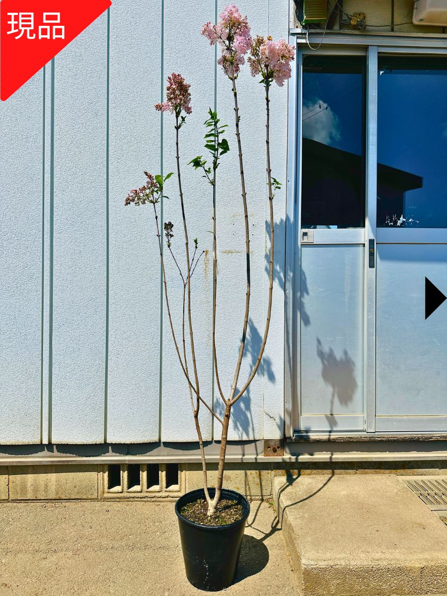 楽天市場】【現品発送】ライラック 1.3-1.5m(鉢底から) 8号 リラの木