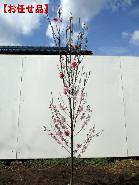 楽天市場】花桃（ハナモモ) 赤花 矢口桃(ヤグチモモ) 樹高2.0m前後(根