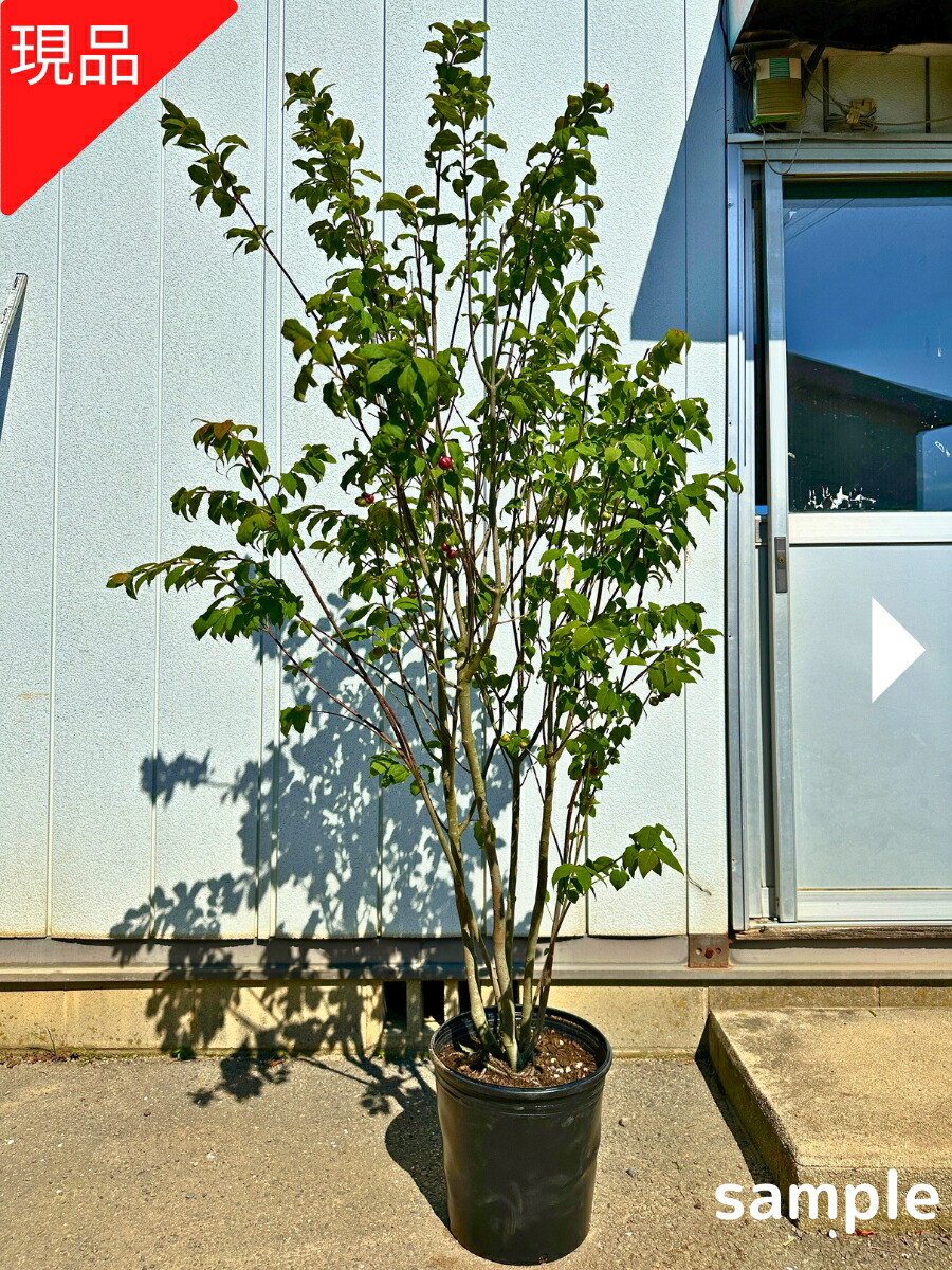 楽天市場】【現品発送】ソテツ(蘇鉄) 7号 樹高0.7-0.8m(鉢底から