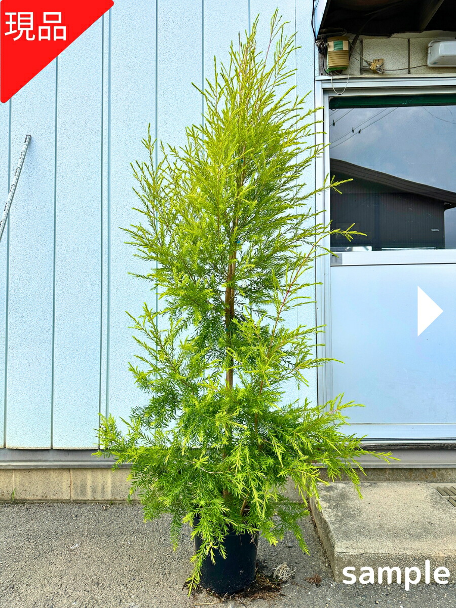 【マオマオ】レモンティーツリー高さ100㎝メディカルティーツリー高さ60㎝ マオマオ】レモンティーツリー高さ100㎝メディカルティーツリー