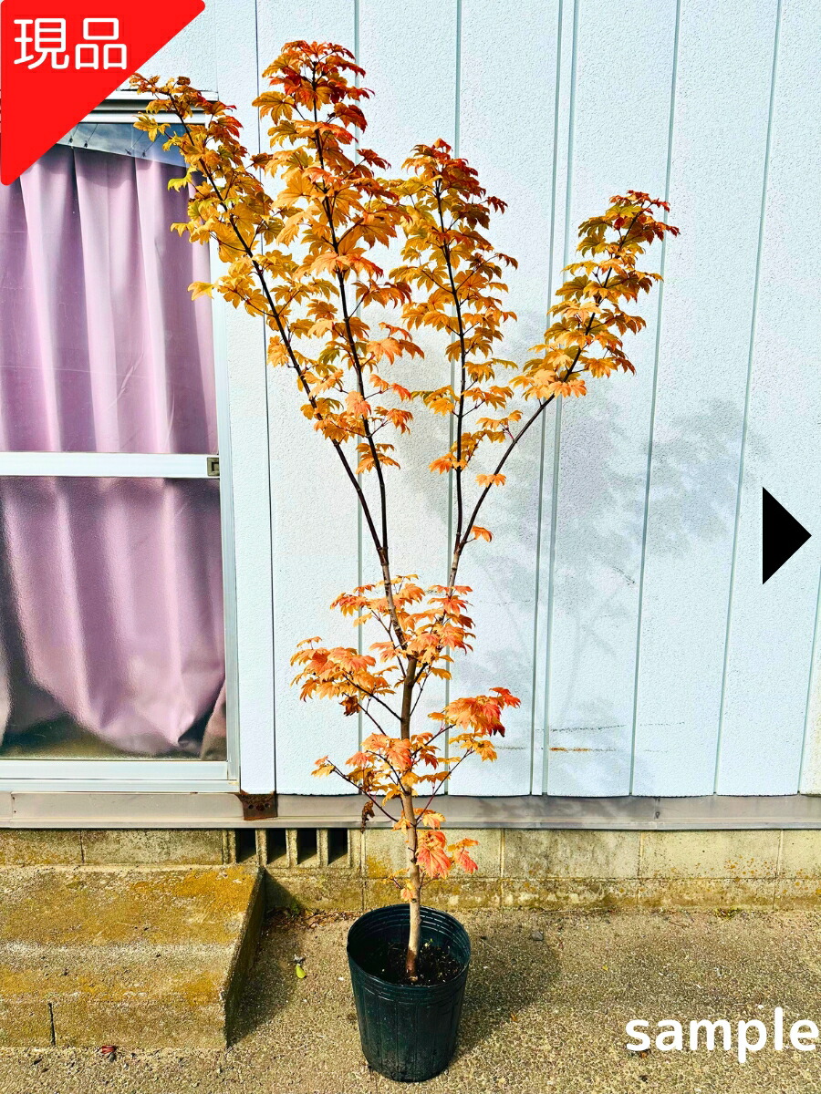 楽天市場】【現品発送】西洋カエデ オーレア樹高1.9-2.2m(鉢底から