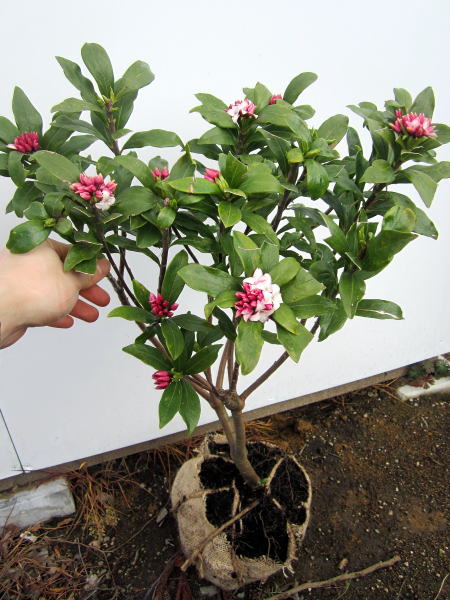 楽天市場】沈丁花苗2月から3月開花【沈丁花 赤花】沈丁花赤花大苗6号