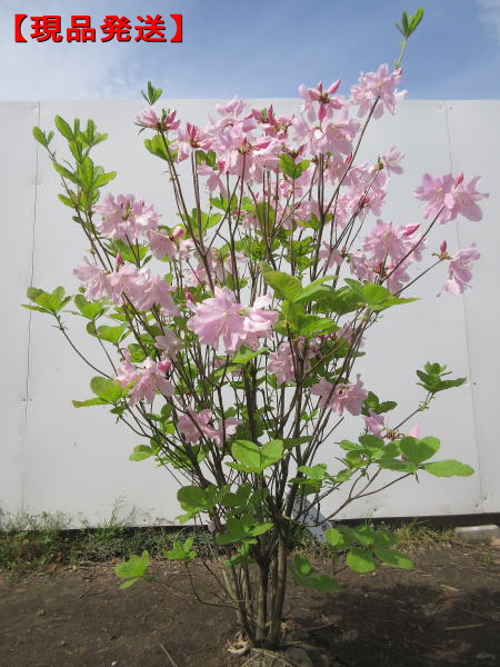 クロフネツツジ/大株【現品発送】管理70601 クロフネツツジ/大株【現品発送】管理70601