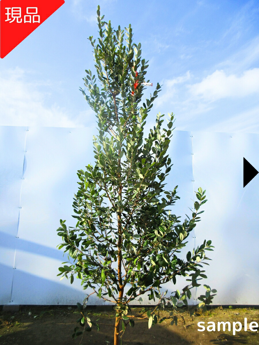 楽天市場】【現品発送】フェイジョア(ジェミニ) 一本で結実！樹高2.1