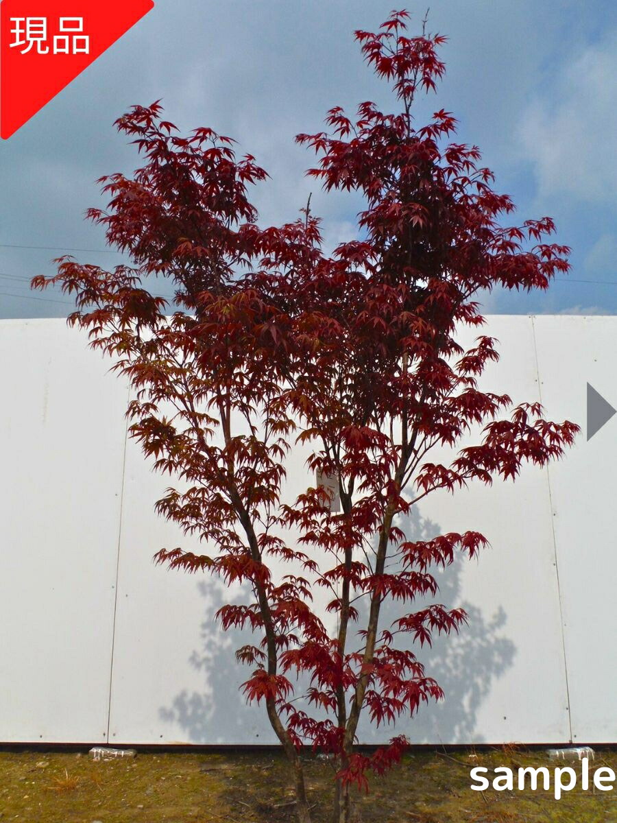 【百貨店大売り出し10%OFF】【現品送りとどける】ノムラモミジ 野村槭樹 株立ち 樹高2.1-2.4m(根鉢含まず）若木 苗 記号天然木 庭木 植木 落葉樹 落葉天然木