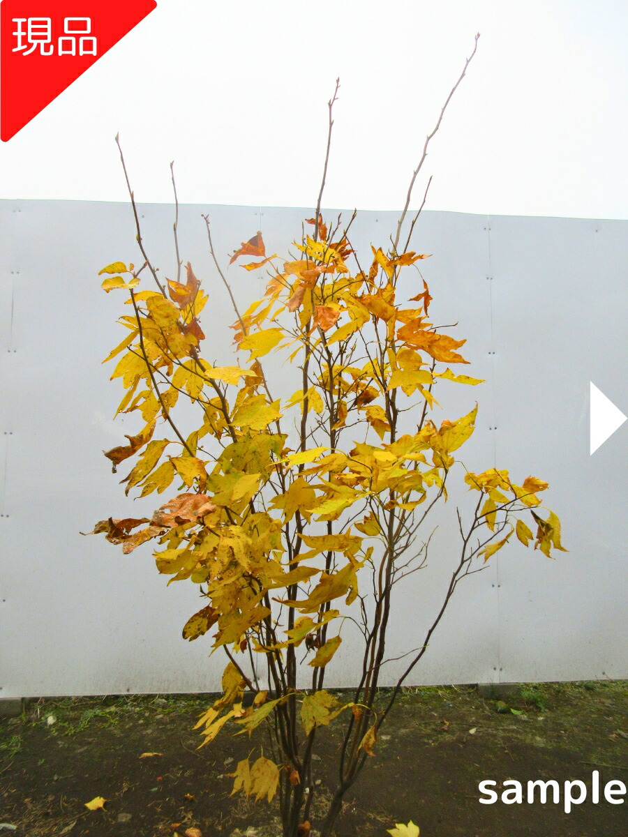 楽天市場】【現品発送】シロモジ 株立ち9号 樹高1.8-2.0m(鉢底から