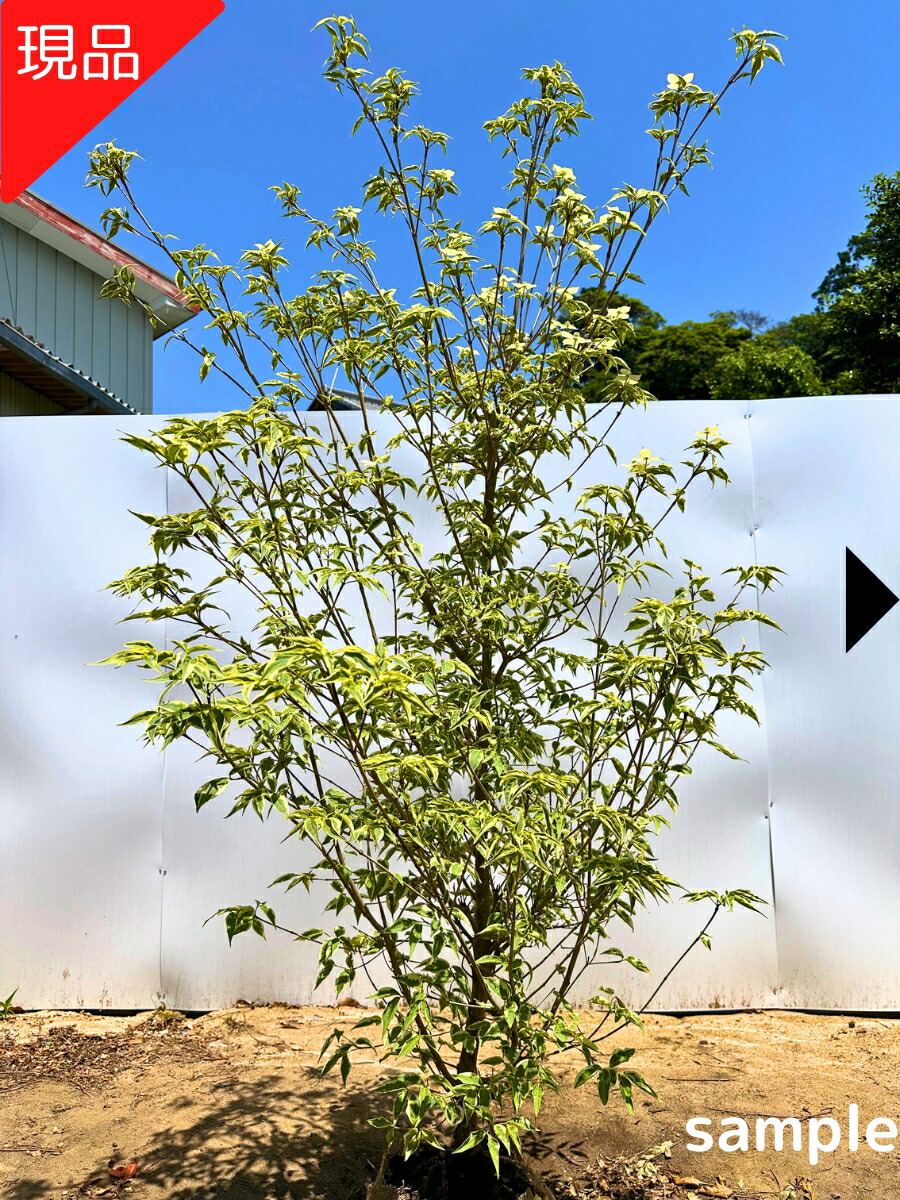 【現品送りとどける】斑入りヤマボウシ(ウルフアイ) 樹高1.7-1.9m(根鉢含まず） 斑入り山法師 フイリヤマボウシ 記号天然木 庭木 植木 落葉樹 落葉天然木【貨物輸送無料】