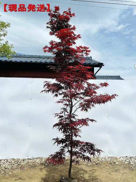 野村モミジ ノムラモミジ 樹高1 9 2 1m 根鉢含まず シンボルツリー 庭木 植木 落葉樹 落葉高木 70 Offアウトレット