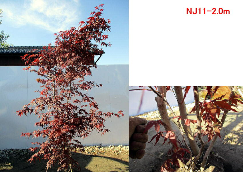 現品発送 ノムラモミジ 野村紅葉 樹高1 8 2 1m 根鉢含まず シンボルツリー 庭木 植木 落葉樹 落葉高木 送料無料 Csecully Fr