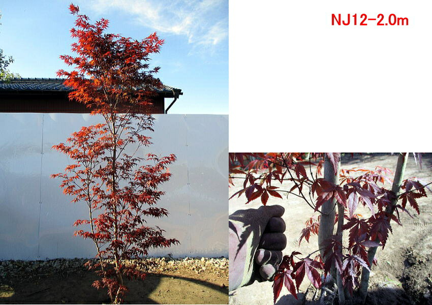 現品発送 ノムラモミジ 野村紅葉 樹高1 8 2 1m 根鉢含まず シンボルツリー 庭木 植木 落葉樹 落葉高木 送料無料 Csecully Fr