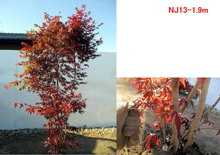 現品発送 ノムラモミジ 野村紅葉 樹高1 8 2 1m 根鉢含まず シンボルツリー 庭木 植木 落葉樹 落葉高木 送料無料 Csecully Fr