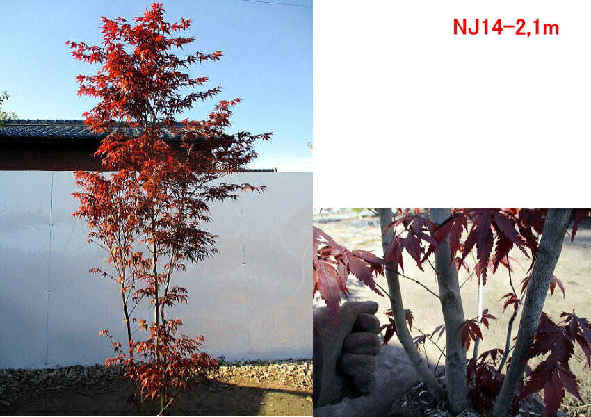 現品発送 ノムラモミジ 野村紅葉 樹高1 8 2 1m 根鉢含まず シンボルツリー 庭木 植木 落葉樹 落葉高木 送料無料 Csecully Fr