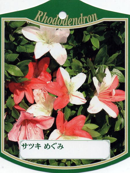 楽天市場】6本セットサツキツツジ(五月ツツジ)レインボー咲き