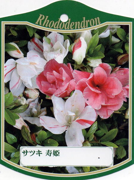 12本仕掛ける\u003cBR\u003eサツキツツジ(五月ツツジ)\u003cBR\u003e寿姫\u003cBR\u003e約0.3m(根鉢含む) 花木 庭木 植木 常緑樹 常緑かん木【貨物輸送無料】