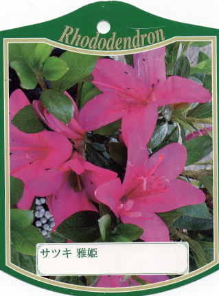 12本仕掛ける\u003cBR\u003eサツキツツジ(五月ツツジ)\u003cBR\u003e雅姫(ミヤビヒメ)\u003cBR\u003e紫花一重\u003cBR\u003e約0.3m(根鉢含む) 花木 庭木 植木 常緑樹 常緑かん木【貨物輸送無料】