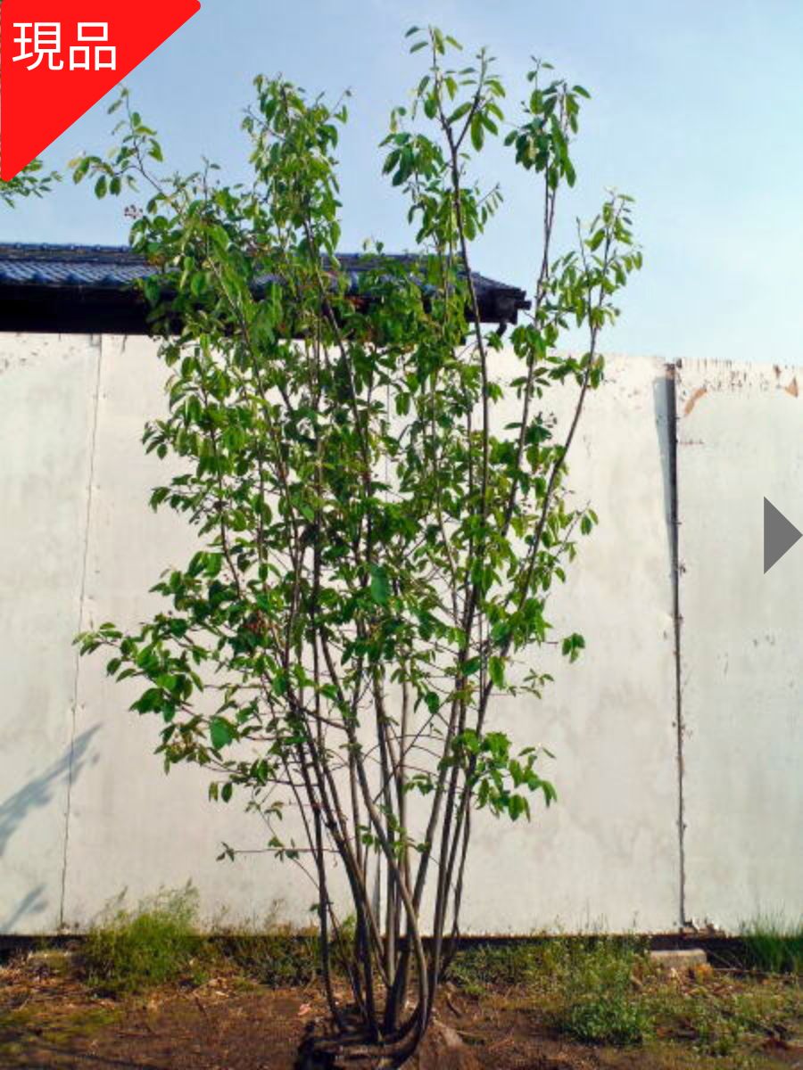 楽天市場】【現品発送】ジューンベリー 株立ち 樹高1.5m-1.7m(鉢底から
