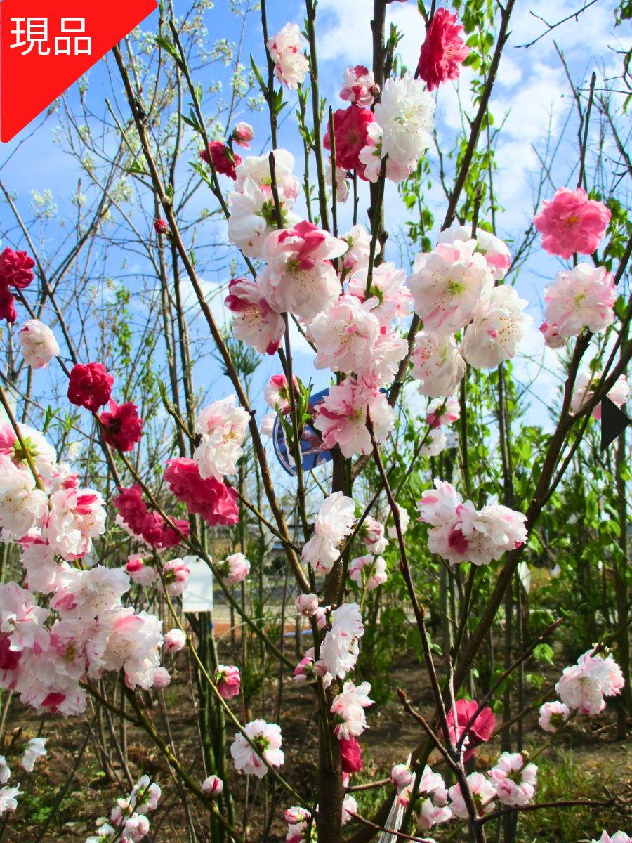 楽天市場】【現品発送】源平桃 花桃(ハナモモ) 源平(ゲンペイ