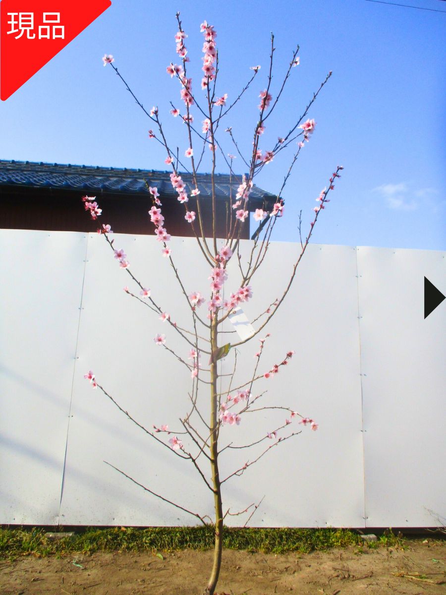 柘榴 楽天市場】ザクロ 苗 【咲き分け品種 五彩榴 （ごさいりゅう