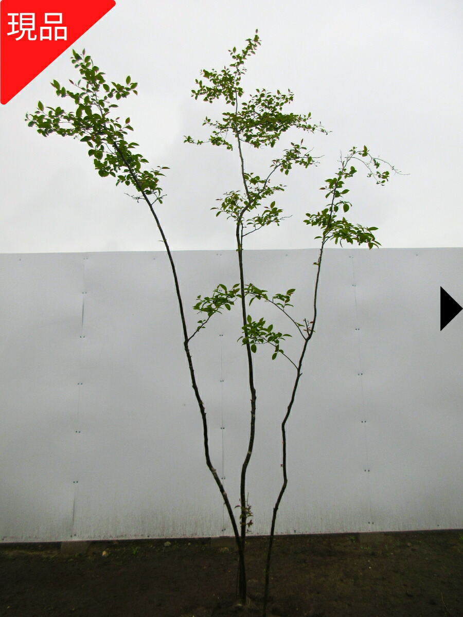 楽天市場】モチノキ(ホンモチ)樹高2.0m(根鉢含まず)【大型商品