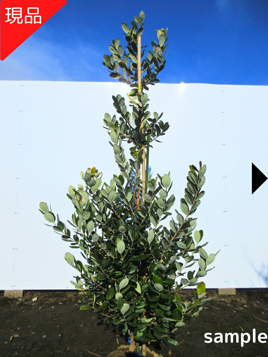 楽天市場】選べる品種フェイジョア アポロ・トライアンフ・マンモス