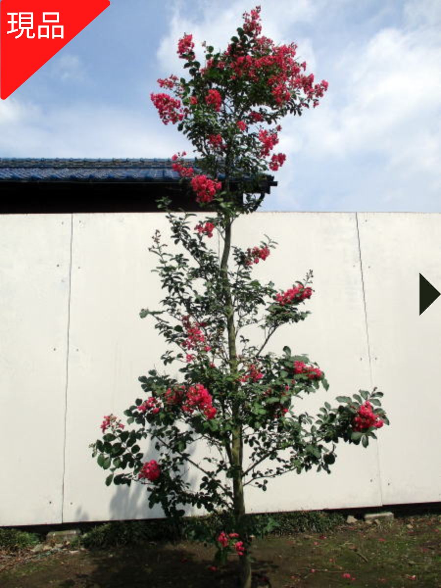 楽天市場】ピンクのアナベル アメリカアジサイ 7号 鉢カバー 樹高60cm