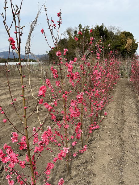 楽天市場】【現品発送】花桃（ハナモモ) 赤花 矢口桃(ヤグチモモ