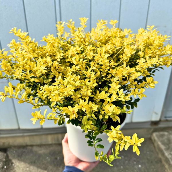 楽天市場】【現品発送】レモンティーツリー 9号樹高2.2-2.3m(鉢底から