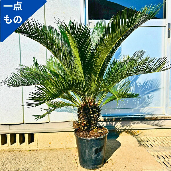 楽天市場】【現品発送】ソテツ（蘇鉄) 大株 幹太 43型フレグラー鉢植え