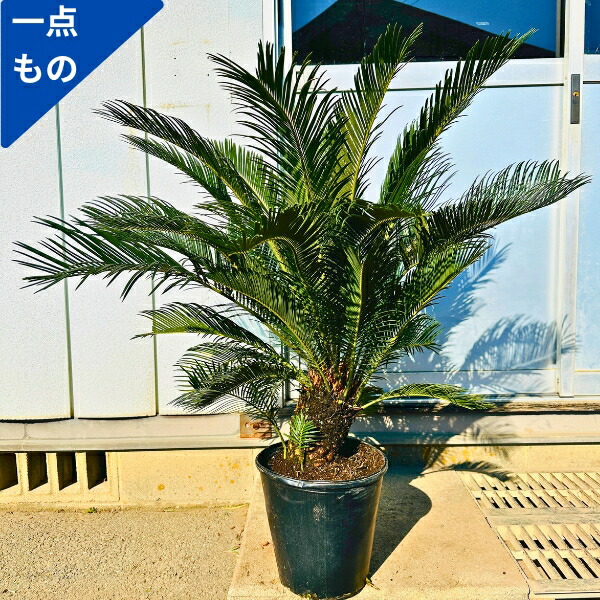 楽天市場】観葉植物 ソテツ 蘇鉄 8号鉢苗 大型種類 大きい 鉢植え 和風