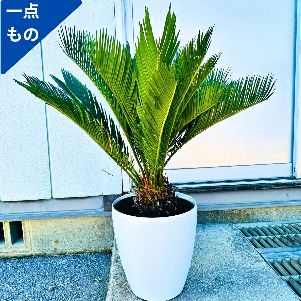 楽天市場】【現品発送】ソテツ（蘇鉄) 10号鉢植え 苗木【AK】118