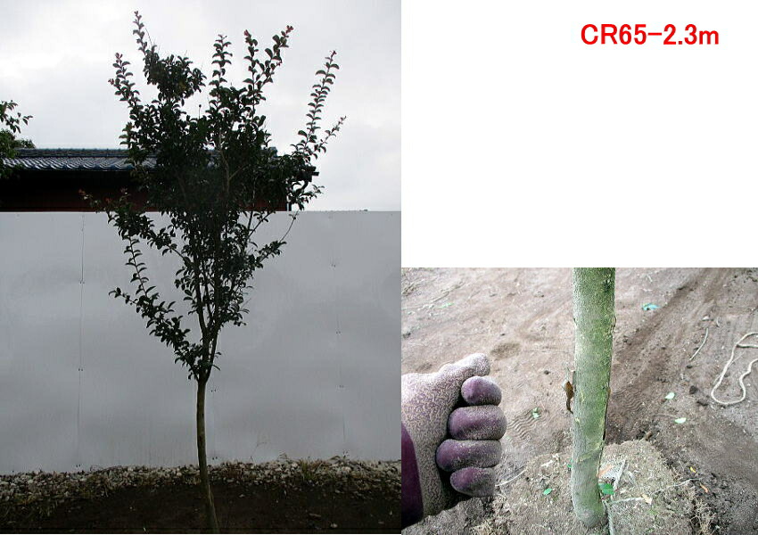 現品発送 サルスベリ 百日紅 カントリーレッド樹高2 0 2 6m 根鉢含まず シンボルツリー 庭木 植木 落葉樹 落葉高木 送料無料 Gulbaan Com