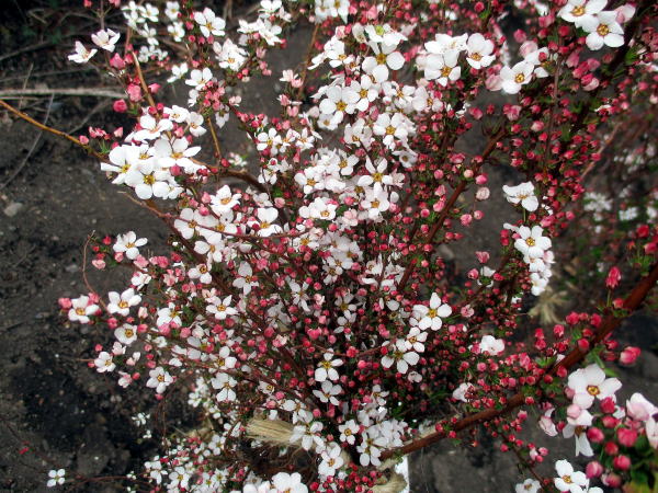 ピンクユキヤナギ 化粧鉢 樹高1 0m以上 鉢底から 7号 雪柳 花木 庭木 植木 落葉樹 落葉低木 ご注文で当日配送