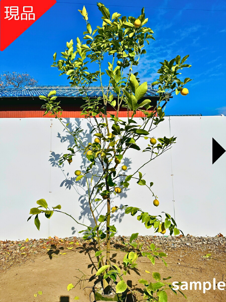 楽天市場】【リスボンレモン】5年生接木苗レモンの苗1本で実がなる
