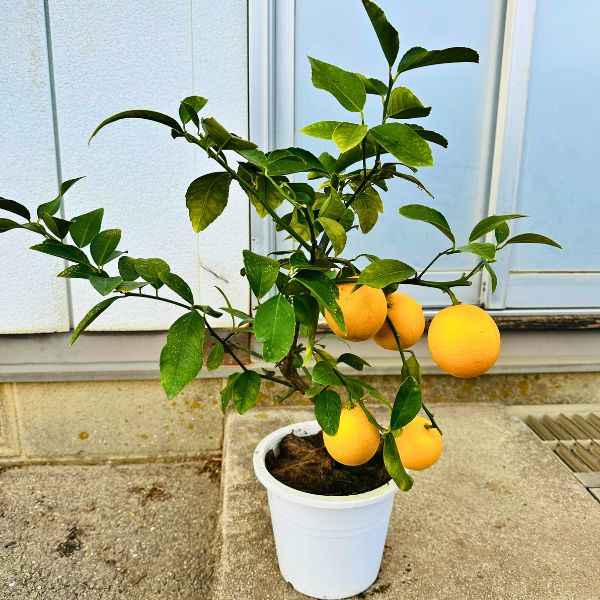 楽天市場】【スーパーSALE10%OFF】【7/28実付き】レモンの木 7号