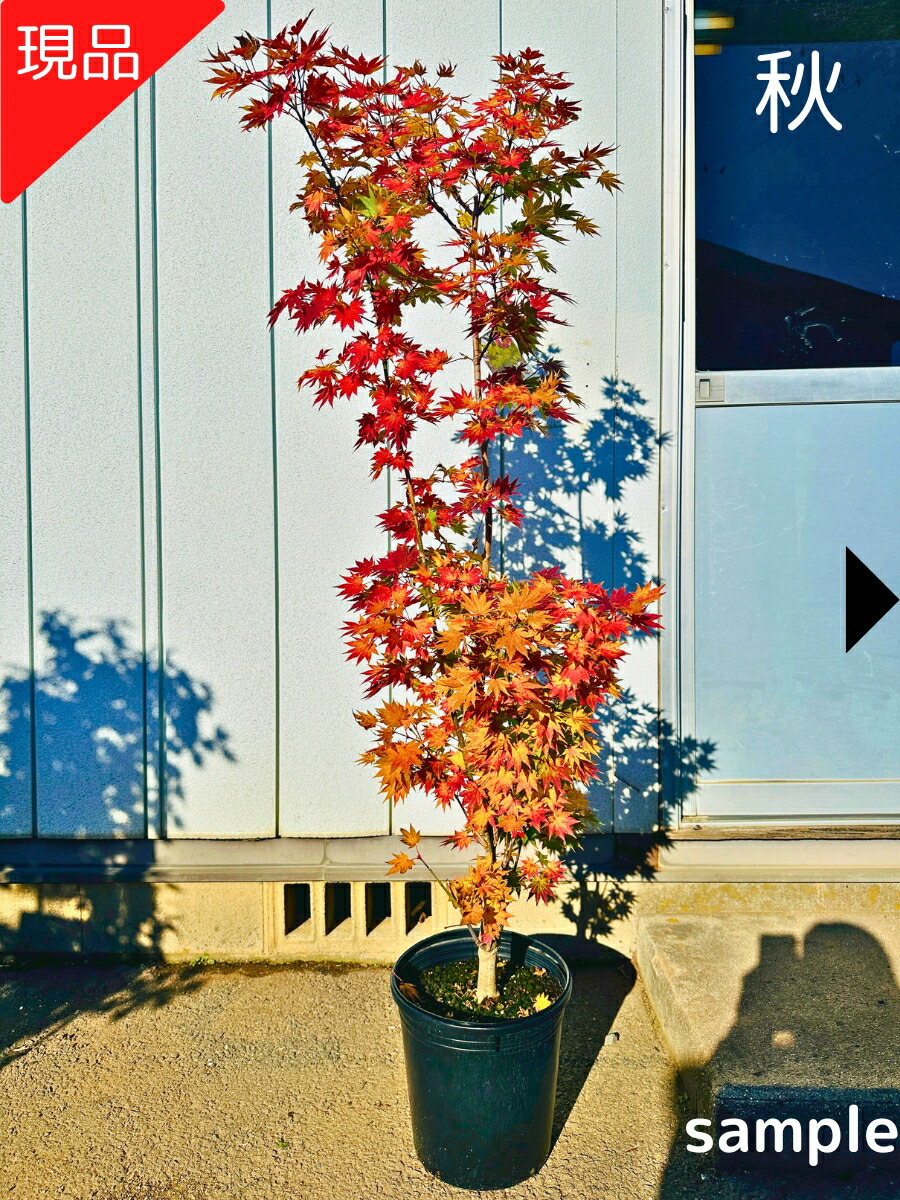 楽天市場】モミジ 桂(カツラ)樹高1.8m前後(根鉢含まず） カツラモミジ