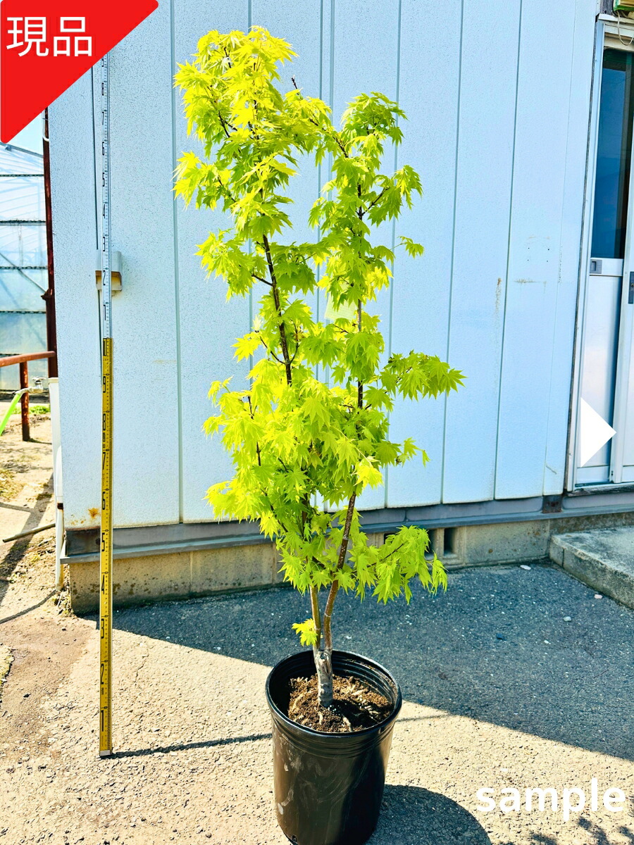 楽天市場】【現品発送】コハウチワカエデ 株立ち 12号 樹高1.7-2.1m(鉢
