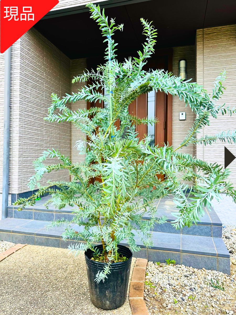 楽天市場】現品発送 ミモザアカシア 樹高2.1m（根鉢含まず）51 送料