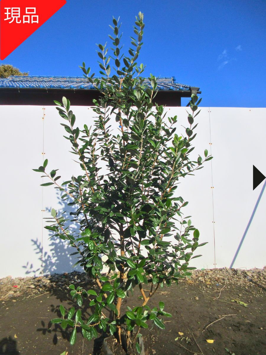 楽天市場】選べる品種フェイジョア アポロ・トライアンフ