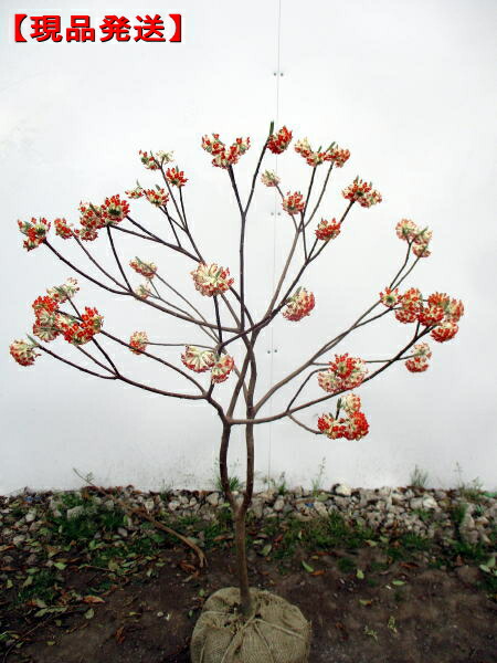 60円 人気が高い 珍しい赤花三つ又 ミツマタ 樹高0 7 0 8m前後 根鉢含まず 花木 庭木 植木 落葉樹 落葉低木 60円 人気が高い 珍しい赤花三つ又 ミツマタ 樹高0 7 0 8m前後 根鉢含まず 花木 庭木 植木 落葉樹 落葉低木