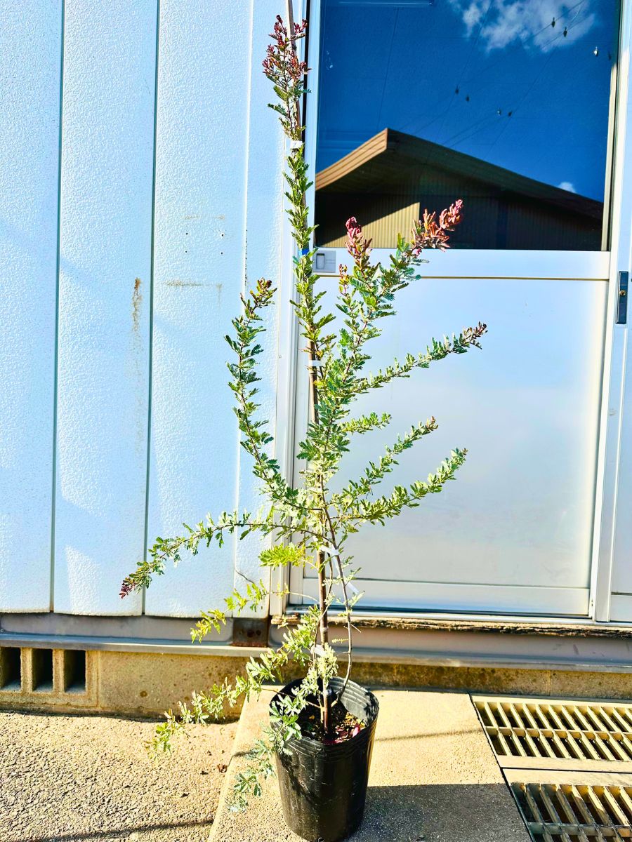 楽天市場】【現品発送】ブルーブッシュ アカシア 10号 1.8-2.2m(鉢底