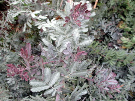 楽天市場 ギンヨウアカシア プルプレア 樹高1 5m前後 根鉢含まず 7号鉢 シンボルツリー 庭木 植木 常緑樹 常緑高木 送料無料 ぐりーんぐりーん