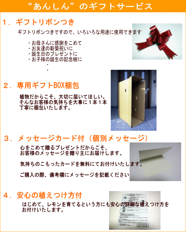 楽天市場 レモンの木 果樹苗７号 化粧鉢 送料無料 翌日発送可 母の日 鉢植え ははのひ ギフト 記念樹 新築祝い ぐりーんぐりーん