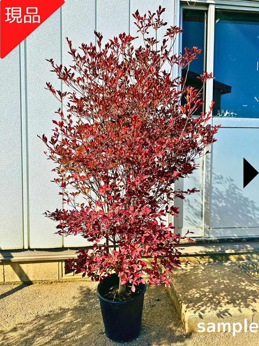 【現品発送】ドウダンツツジ 白花 9号ポット 樹高1.5-1.8m(鉢底から) 苗木 苗 花木 庭木 植木 落葉樹 落葉低木【送料無料】|ぐりーんぐりーん