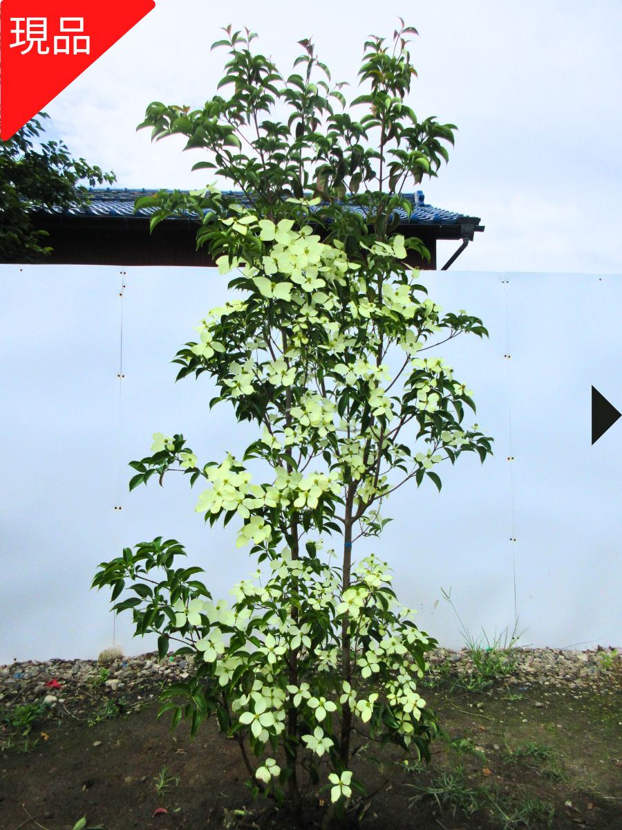 楽天市場】常緑ヤマボウシ 月光 7号 樹高80cm前後(鉢底から）鉢カバー