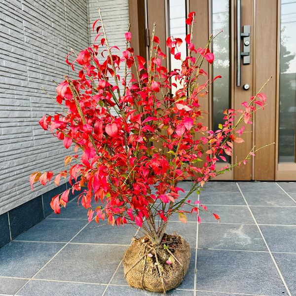 楽天市場】ベニサラサドウダンツツジ 紅更紗満天星躑躅 樹高1.2m 楽天市場】ベニサラサドウダンツツジ 紅更紗満天星躑躅 樹高1.2m
