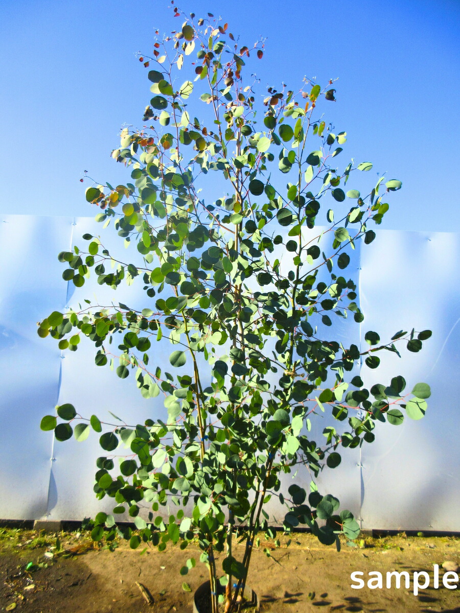 楽天市場】【現品発送】ユーカリ ポポラス 株立ち 樹高2.0-2.2m(根鉢