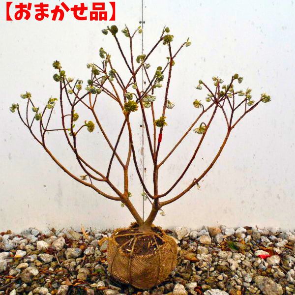 馬鹿でかい赤花三つ又（ミツマタ）樹高0.5m前後(根鉢含まず) 若木 接ぎ木 苗 特異性 花木 庭木 植木 落葉樹 落葉かん木【貨物輸送無料】