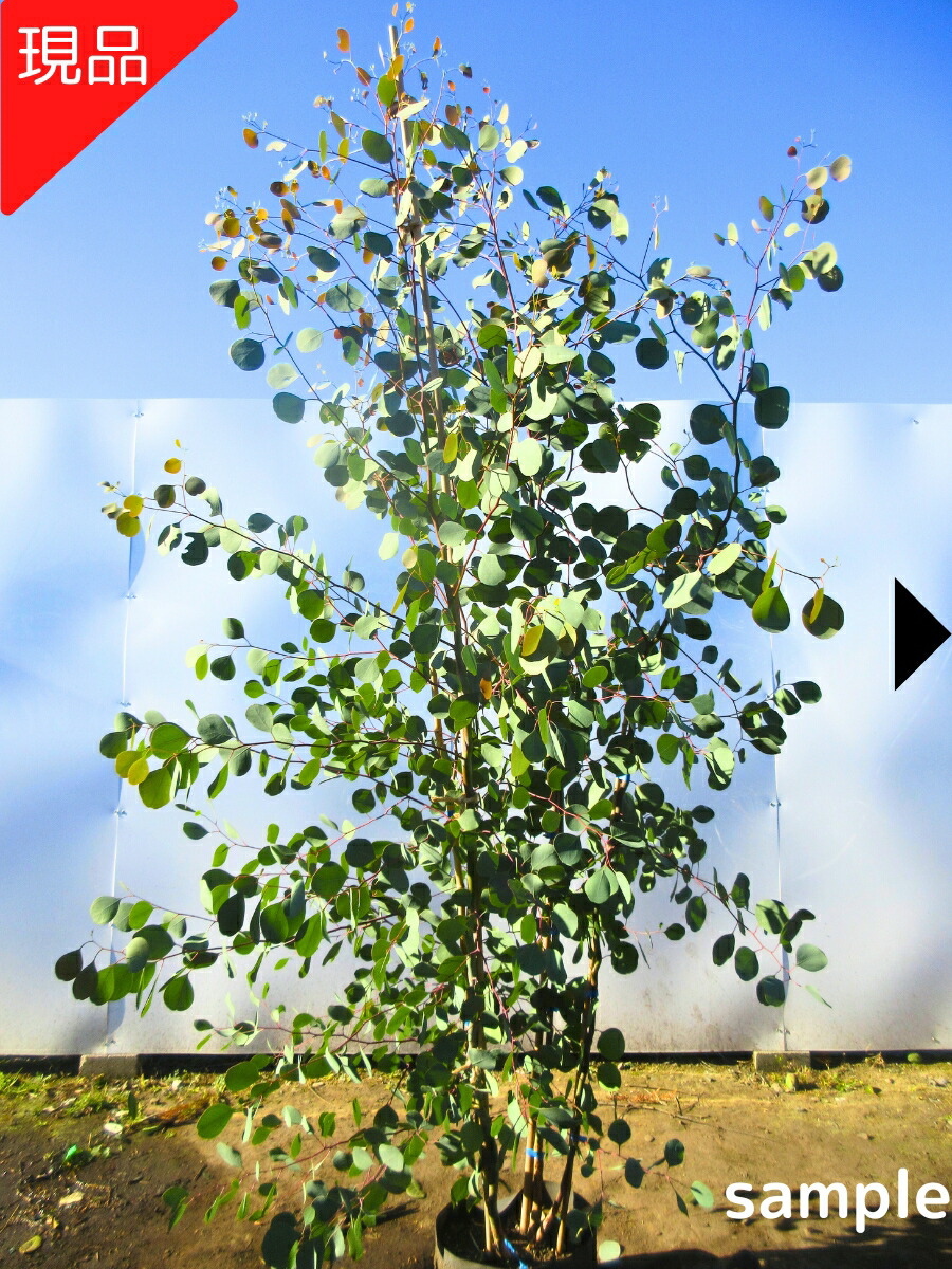 楽天市場】【スーパーSALE10%OFF】ティーツリー メディカルティー